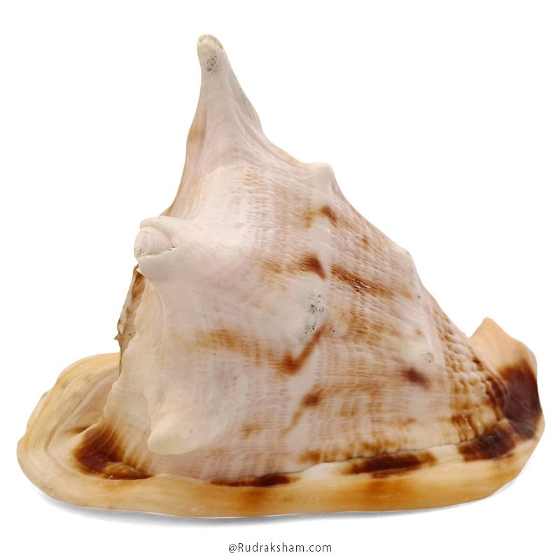 Gaumukhi Shankh - Gaumukhi Conch Shell, Blowing Gaumukhi Shell, Cow Face Gomukhi Conch Shell, Natural And Exclusive Gaumukhi Shell