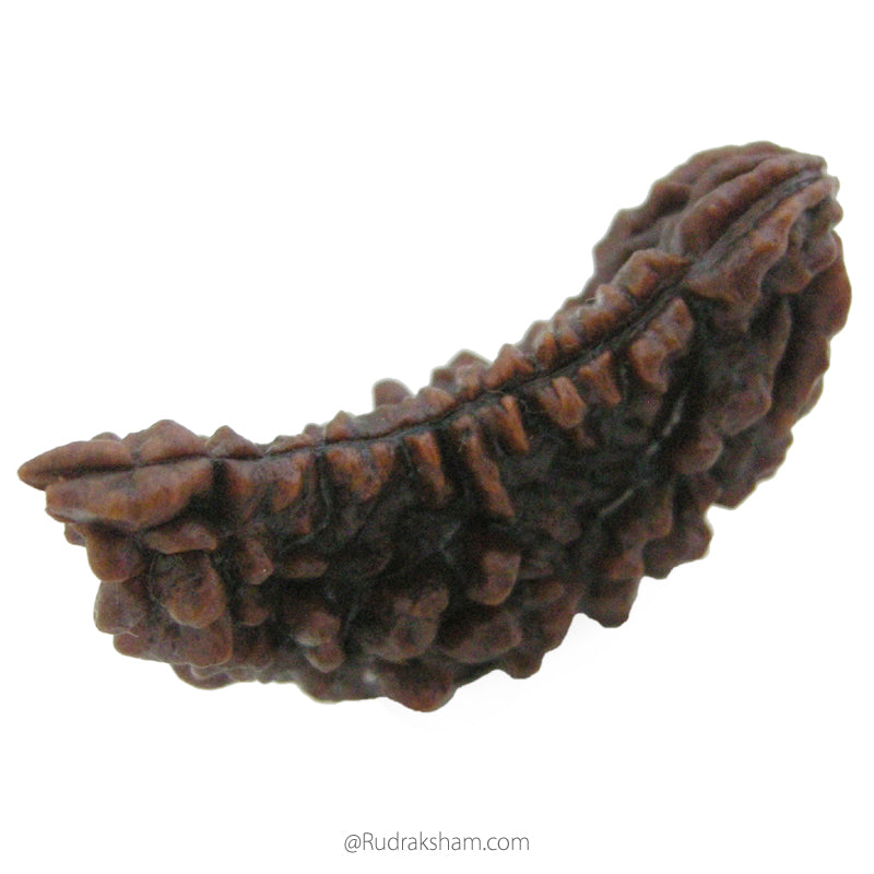 Moon Rakisha (40.37mm) 1 Mukhi Rudraksha Super Collector Bead | Half Moon Shaped Ek ...