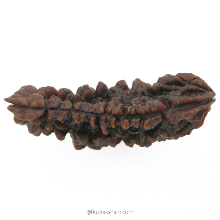 (40.37mm) 1 Mukhi Rudraksha Super Collector Bead | Half Moon Shaped Ek Mukhi Rudraksha Bead | Pure Shiva Bead - Super Collector Bead