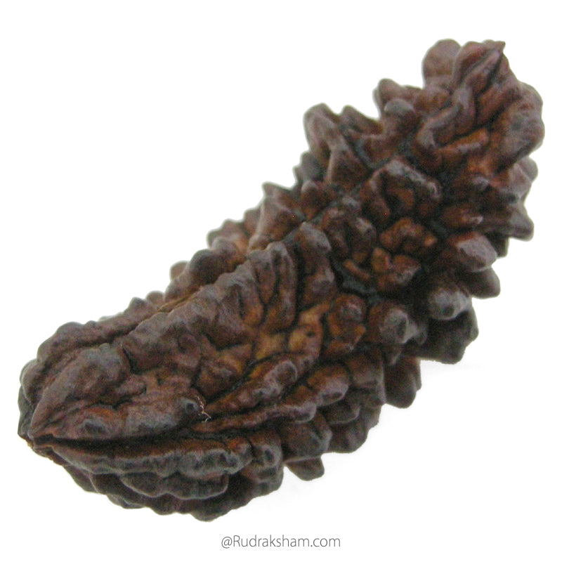 (40.53mm) 1 Mukhi Rudraksha Super Collector Bead | Ek Mukhi Rudraksha Indian Bead | Half Moon Shaped One Mukhi Rudraksha Bead  | Buy Online One Mukhi for Meditation 