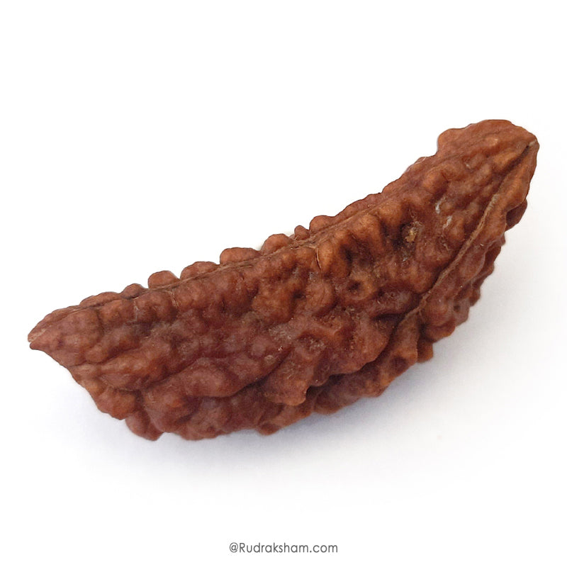 (40.40mm) 1 Mukhi Rudraksha Super Collector Bead | Ek Mukhi Rudraksha Indian Bead | Half Moon Shaped One Mukhi Rudraksha Bead  | High Quality Super Collector Bead