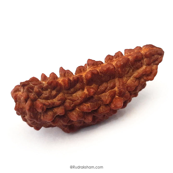 (40.50mm) 1 Mukhi Rudraksha Super Collector Bead | Ek Mukhi Rudraksha Indian Bead | Half Moon Shaped One Mukhi Rudraksha Bead | Authentic & Natural - Super Collector Bead