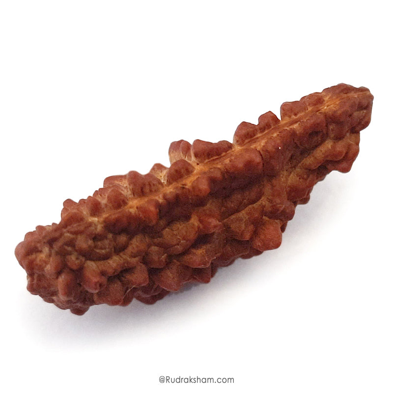 (40.50mm) 1 Mukhi Rudraksha Super Collector Bead | Ek Mukhi Rudraksha Indian Bead | Half Moon Shaped One Mukhi Rudraksha Bead | Authentic & Natural - Super Collector Bead