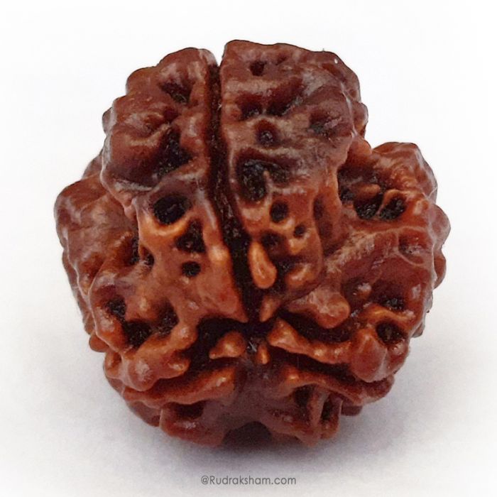 (20.32mm) 3 Mukhi Rudraksha Super Collector Bead | 3 Mukhi Rudraksha Bead | Teen Mukhi, Three Faced Rudraksha from Nepal | Three Mukhi Rudraksha Bead for Planet Mars