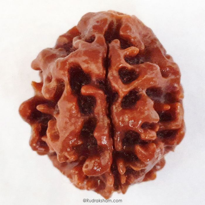 (21.87mm) 3 Mukhi Rudraksha Super Collector Bead | 3 Mukhi Rudraksha Bead | Teen Mukhi - Three Faced Rudraksha from Nepal | 100% Authentic Pure Natural - Super Collector Bead