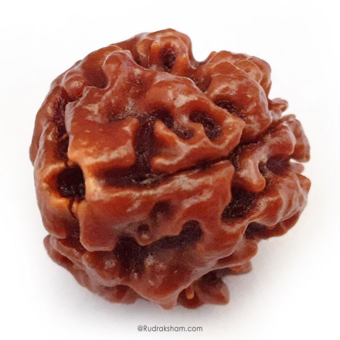 (21.87mm) 3 Mukhi Rudraksha Super Collector Bead | 3 Mukhi Rudraksha Bead | Teen Mukhi - Three Faced Rudraksha from Nepal | 100% Authentic Pure Natural - Super Collector Bead