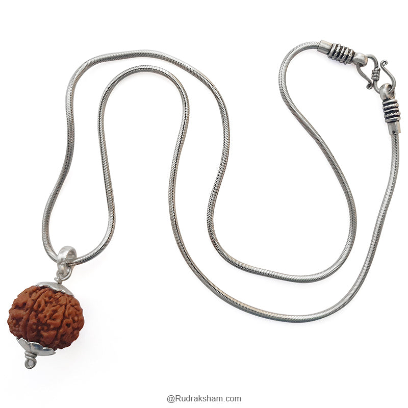 7 Mukhi Rudraksha Bead | Buy Online Nepal bead Seven faced original energised Rudraksha Bead | Saat Mukhi