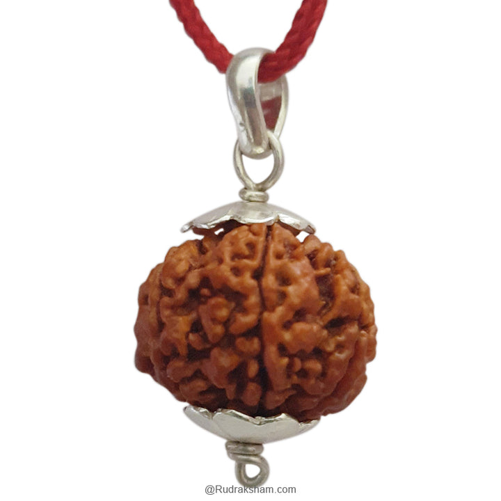 7 Mukhi Rudraksha Bead | Buy Online Nepal bead Seven faced original energised Rudraksha Bead | Saat Mukhi