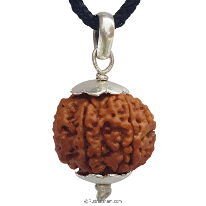 7 Mukhi Rudraksha Bead | Buy Online Nepal bead Seven faced original energised Rudraksha Bead | Saat Mukhi