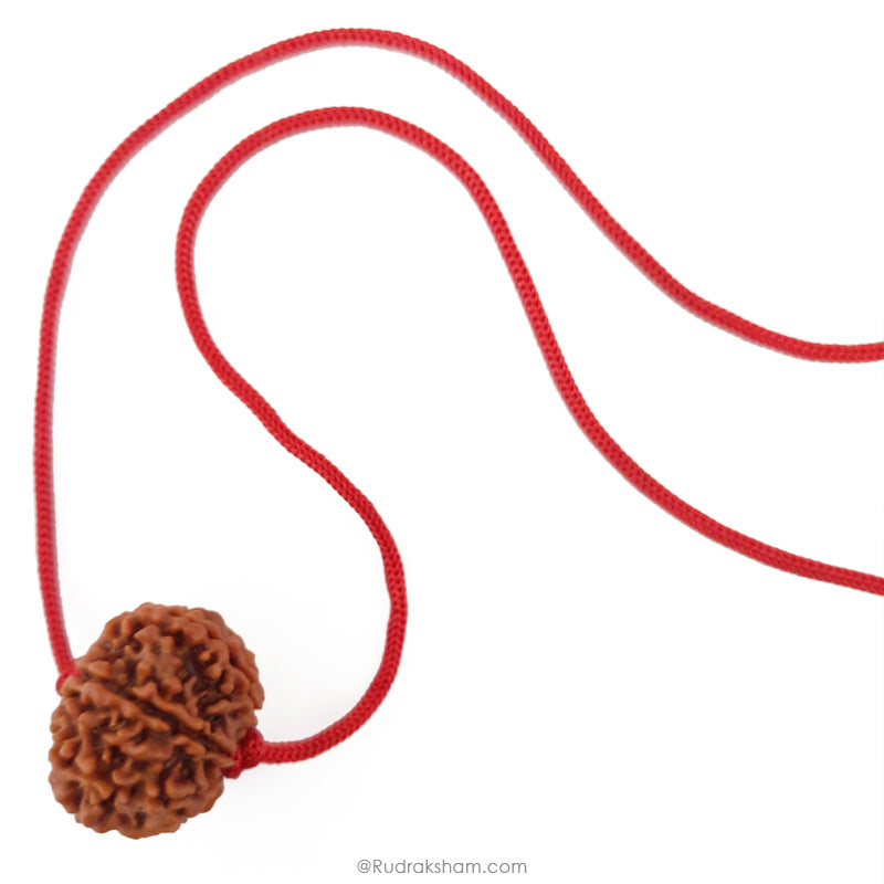 10 Mukhi Rudraksha Bead from Nepal | Dus Mukhi, Ten Faced Original Energised and Authentic Rudraksha Bead, Buy Online