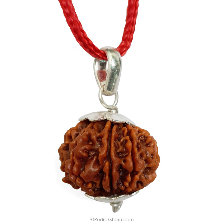10 Mukhi Rudraksha Bead from Nepal | Dus Mukhi, Ten Faced Original Energised and Authentic Rudraksha Bead, Buy Online