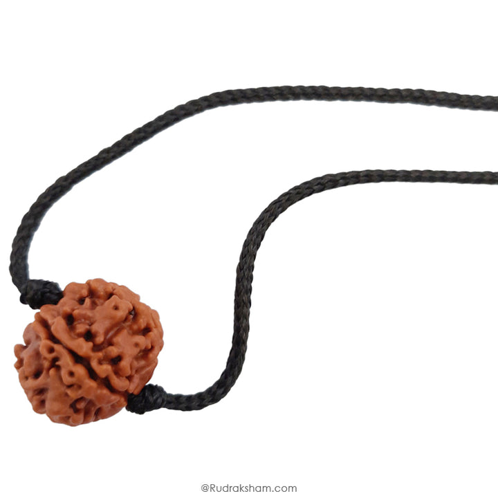 5 Mukhi Rudraksha Bead, Original and Pure 5 Faced Nepal Bead Paanch Mukhi