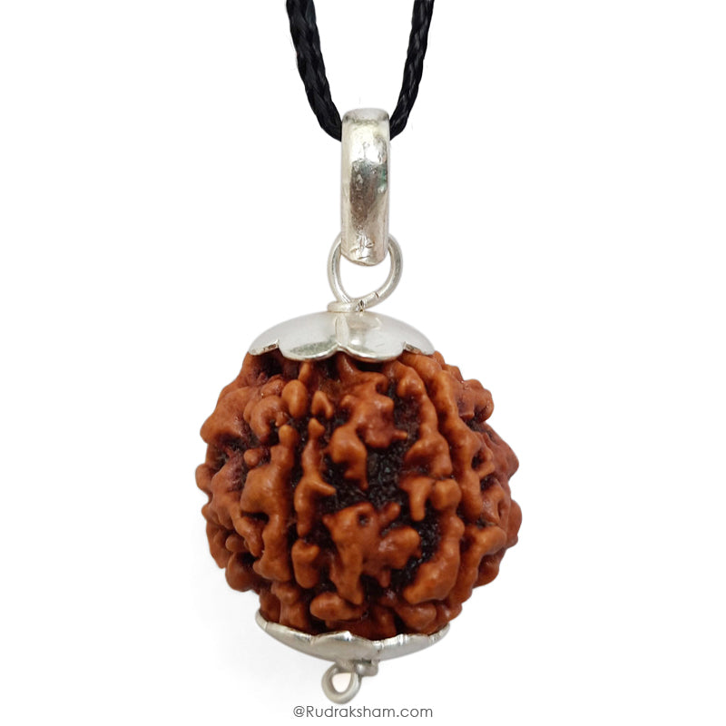 5 Mukhi Rudraksha Bead, Original and Pure 5 Faced Nepal Bead Paanch Mukhi