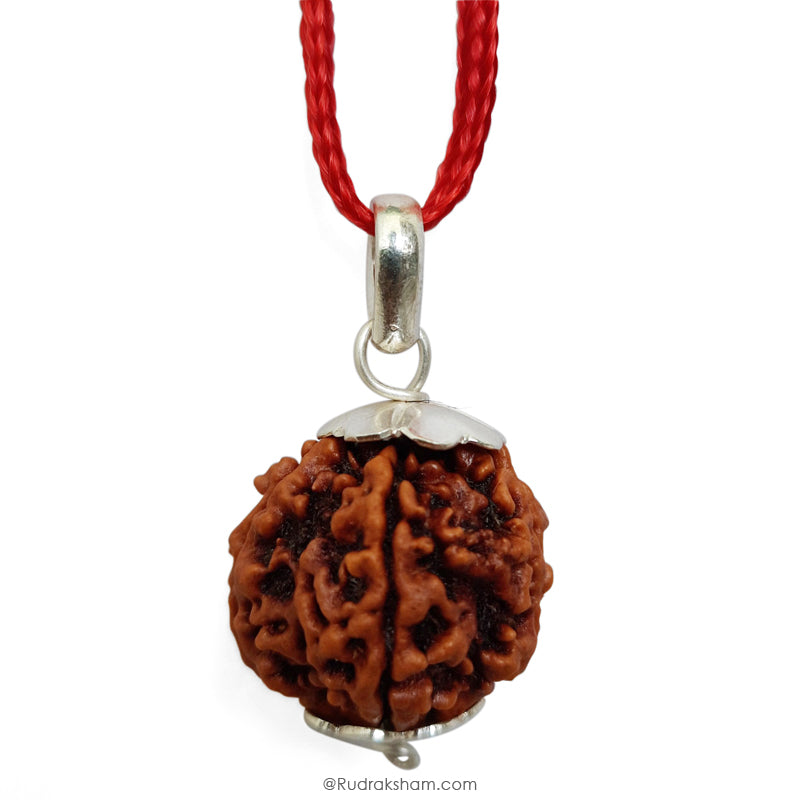 5 Mukhi Rudraksha Bead, Original and Pure 5 Faced Nepal Bead Paanch Mukhi
