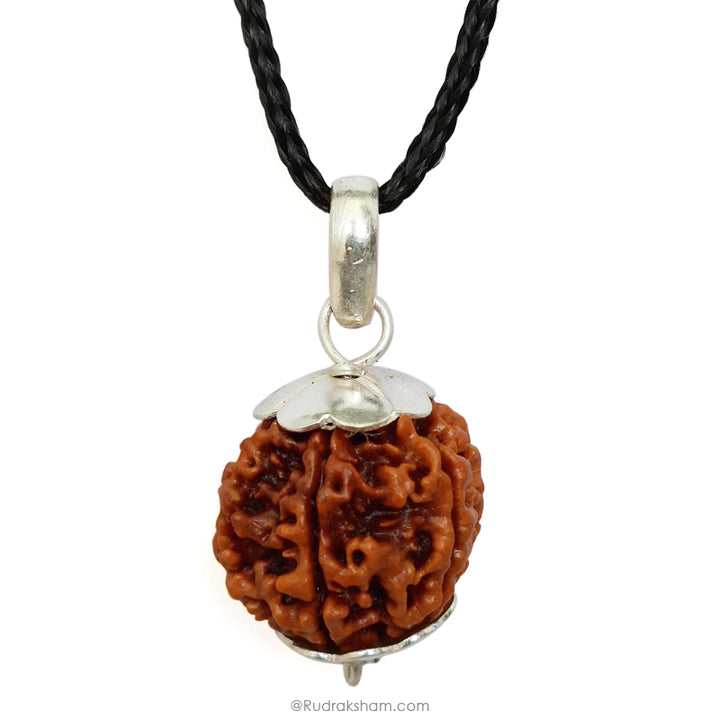 6 Mukhi Rudraksha Bead from Nepal, Six Mukhi Faced Spiritual Rudraksha Bead