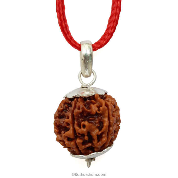 6 Mukhi Rudraksha Bead from Nepal, Six Mukhi Faced Spiritual Rudraksha Bead