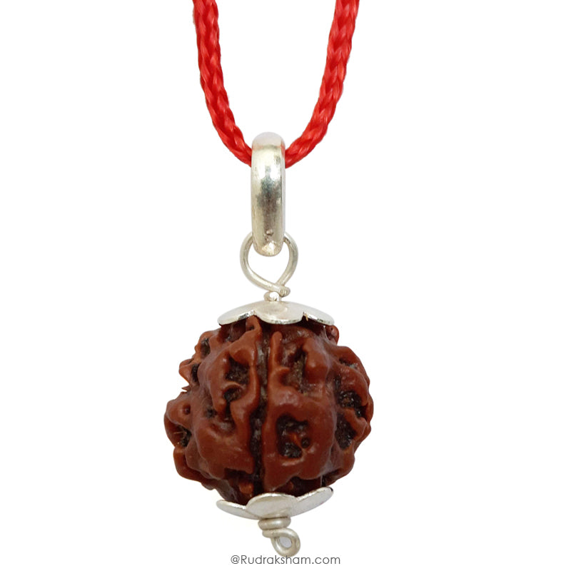 3 Mukhi Rudraksha Bead | Original Three Faced Nepal Rudraksha Bead | Authentic Rudraksha Teen Mukhi