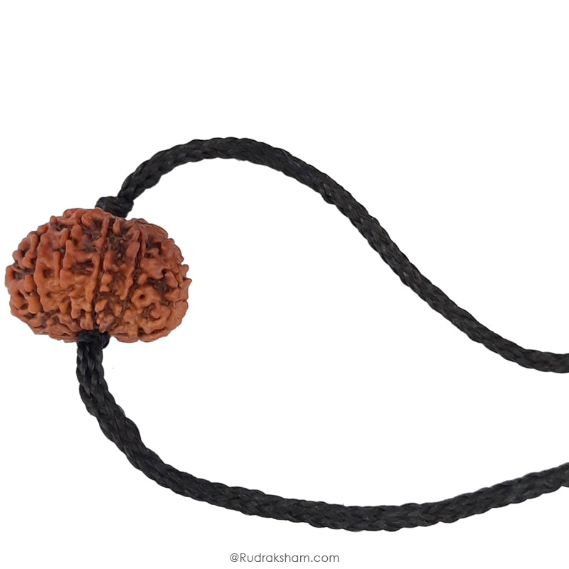 12 Mukhi Rudraksha Bead | Barah Mukhi, Buy Online Twelve Faced Energised Natural Nepal Rudraksha Bead