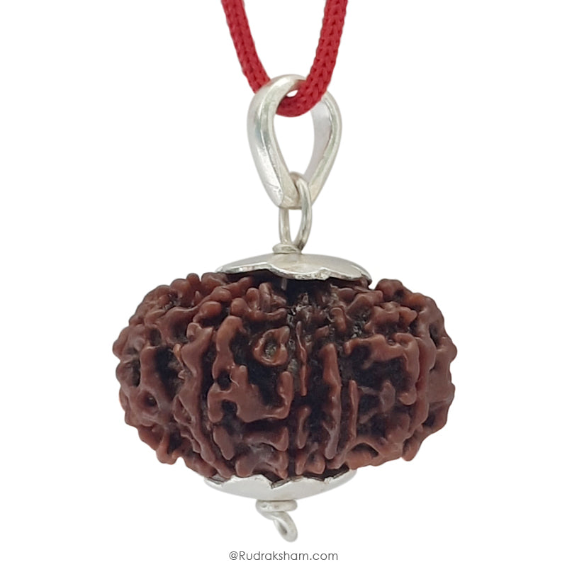 11 Mukhi Rudraksha Bead Online | Original and Energised Eleven Mukhi Rudraksha, 11 Faced Bead Benefits