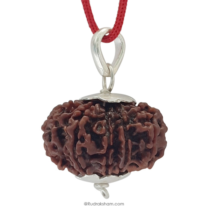11 Mukhi Rudraksha Bead Online | Original and Energised Eleven Mukhi Rudraksha, 11 Faced Bead Benefits