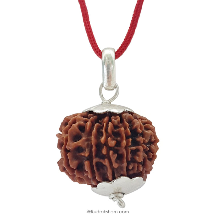 14 Mukhi Rudraksha Bead, Third Eye Opener, 14 Faced Rudraksha Bead from Nepal Spiritual Pure Natural Energised Rudraksha Bead
