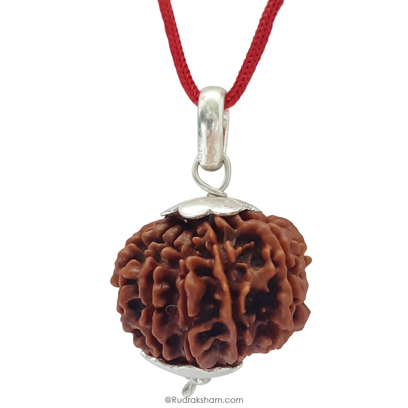 13 Mukhi Rudraksha Bead from Nepal | Buy Original Thirteen Mukhi Rudraksha Spiritual bead For Attraction