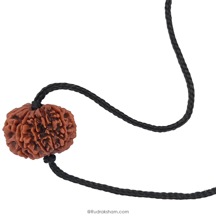 14 Mukhi Rudraksha Bead, Third Eye Opener, 14 Faced Rudraksha Bead from Nepal Spiritual Pure Natural Energised Rudraksha Bead