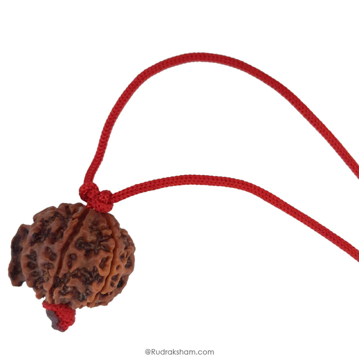 Ganesh Rudraksha Bead | 100% Original Energised Natural Spiritual Ganesha Rudraksha Bead from Nepal