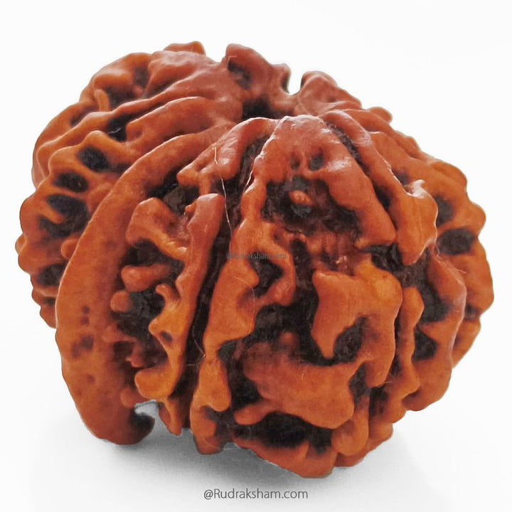 (26.77mm) 10 Mukhi Ganesh Rudraksha Bead From Nepal, Buy Online Natural Energised And Pure Ten Mukhi Ganesh Trunk Rudraksham