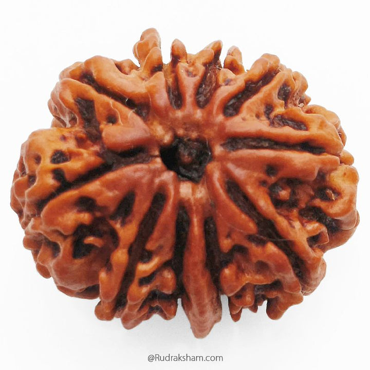 (26.77mm) 10 Mukhi Ganesh Rudraksha Bead From Nepal, Buy Online Natural Energised And Pure Ten Mukhi Ganesh Trunk Rudraksham