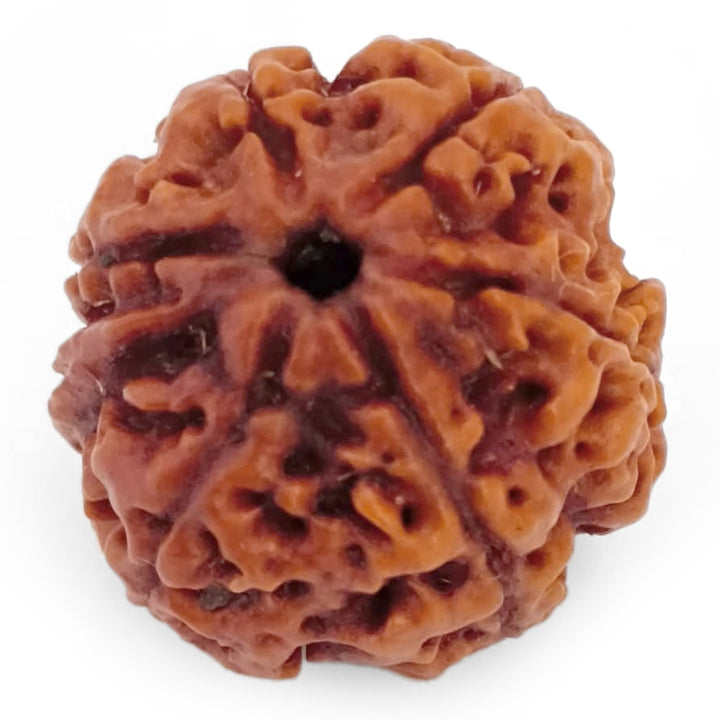 (20.46mm) 7 Mukhi Ganesh Rudraksha | Buy Online Nepali Original Natural Saat (Seven) Mukhi Rudraksha Bead