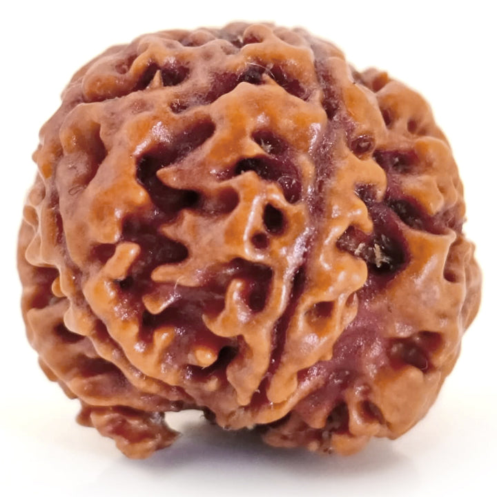 (20.46mm) 7 Mukhi Ganesh Rudraksha | Buy Online Nepali Original Natural Saat (Seven) Mukhi Rudraksha Bead