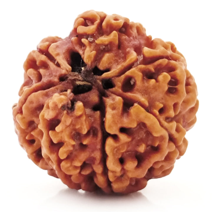 (20.46mm) 7 Mukhi Ganesh Rudraksha | Buy Online Nepali Original Natural Saat (Seven) Mukhi Rudraksha Bead