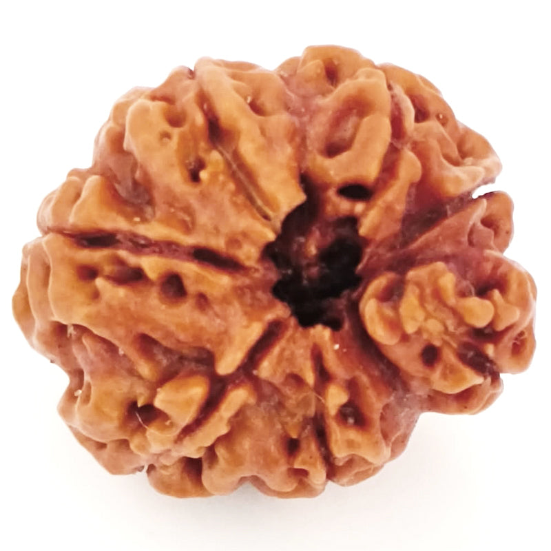 (20.65mm) 7 Mukhi Ganesh Rudraksha | Buy Online Nepali Original Natural Saat (Seven) Mukhi Rudraksha Bead