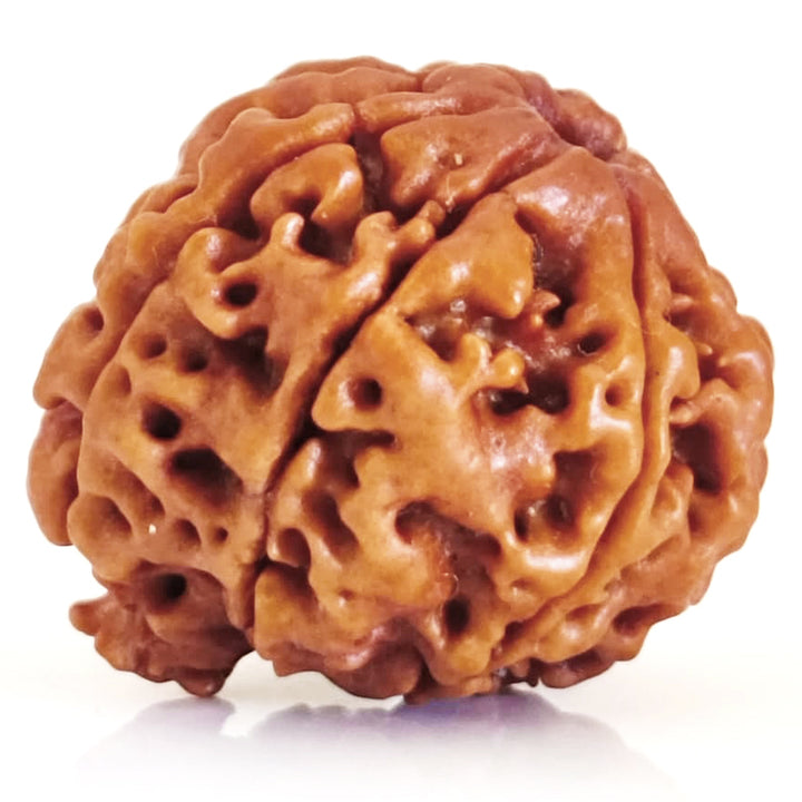 (20.65mm) 7 Mukhi Ganesh Rudraksha | Buy Online Nepali Original Natural Saat (Seven) Mukhi Rudraksha Bead