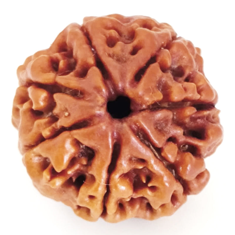 (20.65mm) 7 Mukhi Ganesh Rudraksha | Buy Online Nepali Original Natural Saat (Seven) Mukhi Rudraksha Bead