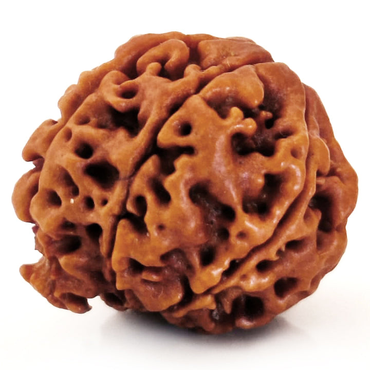 (20.65mm) 7 Mukhi Ganesh Rudraksha | Buy Online Nepali Original Natural Saat (Seven) Mukhi Rudraksha Bead