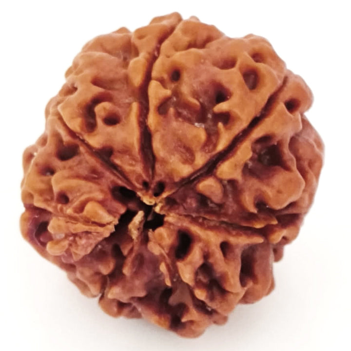 (20.65mm) 7 Mukhi Ganesh Rudraksha | Buy Online Nepali Original Natural Saat (Seven) Mukhi Rudraksha Bead