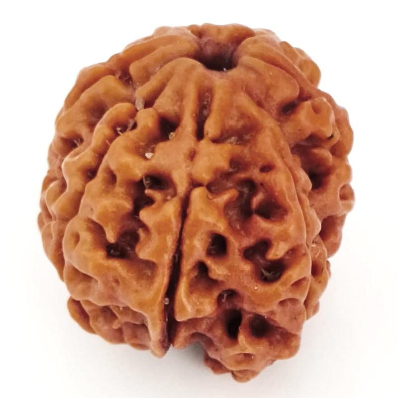 (21.35mm) 7 Mukhi Ganesh Rudraksha | Buy Online Nepali Original Natural Saat (Seven) Mukhi Rudraksha Bead
