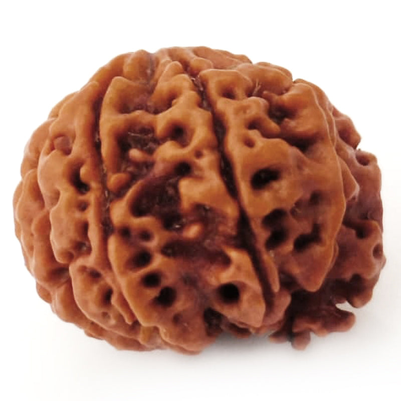 (21.35mm) 7 Mukhi Ganesh Rudraksha | Buy Online Nepali Original Natural Saat (Seven) Mukhi Rudraksha Bead