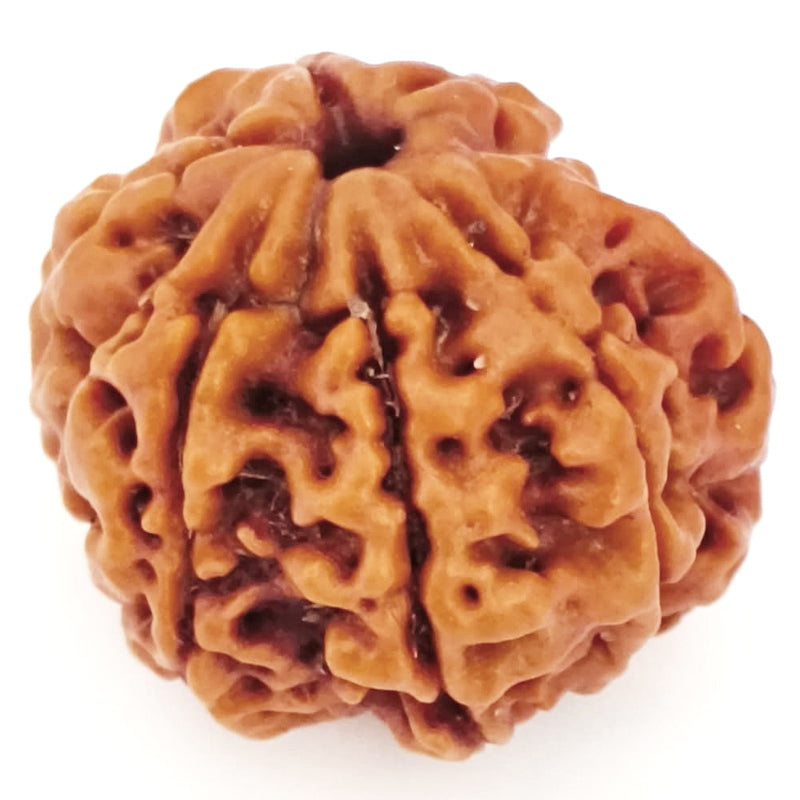 (21.35mm) 7 Mukhi Ganesh Rudraksha | Buy Online Nepali Original Natural Saat (Seven) Mukhi Rudraksha Bead