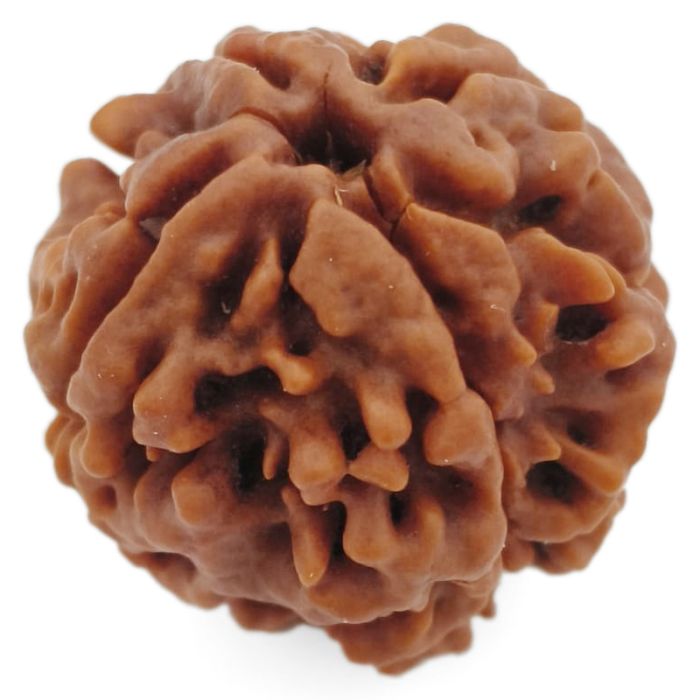(21.84mm) 4 Mukhi Rudraksha Super Collector Bead | 4 Mukhi Rudraksha Bead | Chaar Mukhi, 4 Faced Rudraksha from Nepal |100% Original Energised Natural - Super Collector Rudraksha Bead