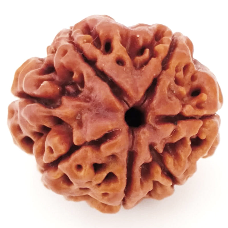 (22.03mm) 7 Mukhi Ganesh Rudraksha | Buy Online Nepali Original Natural Saat (Seven) Mukhi Rudraksha Bead