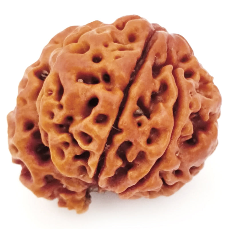 (22.03mm) 7 Mukhi Ganesh Rudraksha | Buy Online Nepali Original Natural Saat (Seven) Mukhi Rudraksha Bead