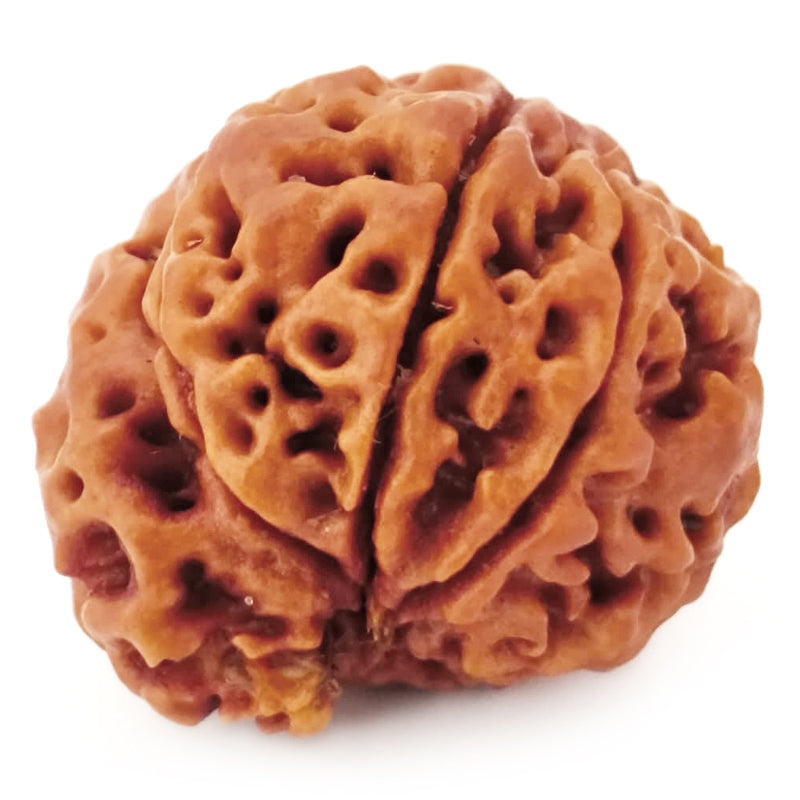 (22.03mm) 7 Mukhi Ganesh Rudraksha | Buy Online Nepali Original Natural Saat (Seven) Mukhi Rudraksha Bead