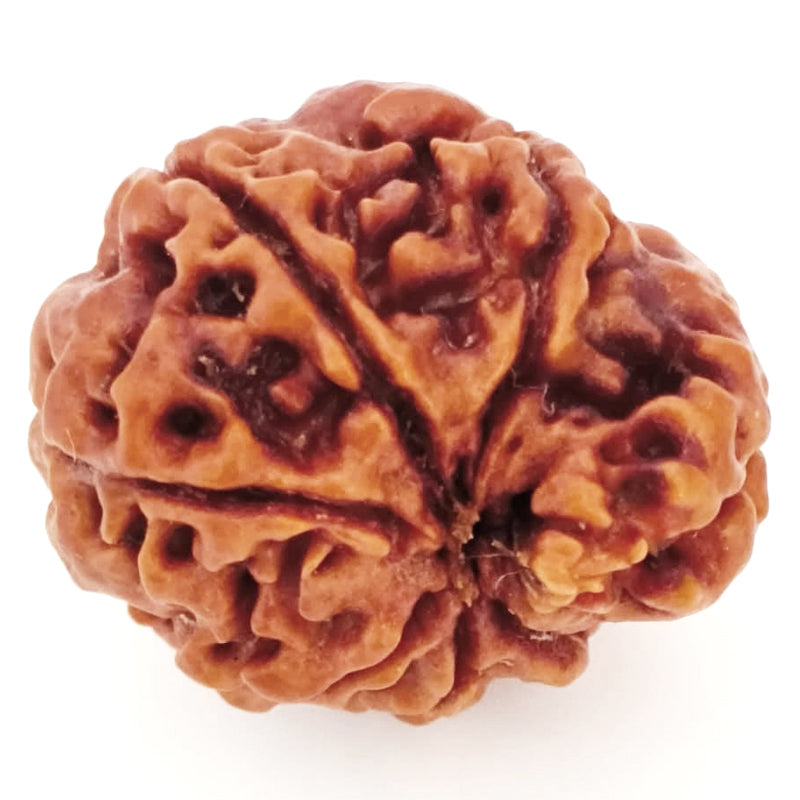 (22.03mm) 7 Mukhi Ganesh Rudraksha | Buy Online Nepali Original Natural Saat (Seven) Mukhi Rudraksha Bead