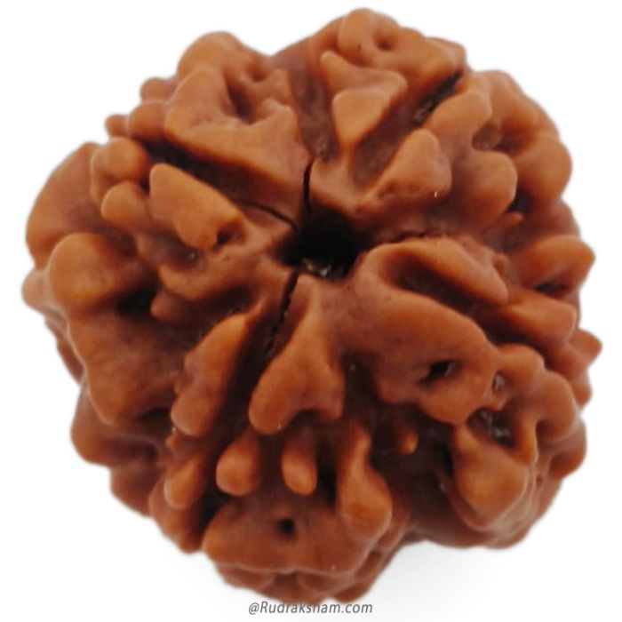 (22.10mm) 4 Mukhi Rudraksha Super Collector Bead | 4 Mukhi Rudraksha Bead | Chaar Mukhi, Four Faced Rudraksha from Nepal | 100% Authentic Original Natural - Super Collector Bead