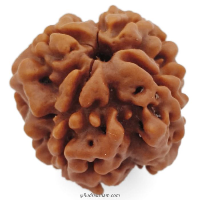 (22.10mm) 4 Mukhi Rudraksha Super Collector Bead | 4 Mukhi Rudraksha Bead | Chaar Mukhi, Four Faced Rudraksha from Nepal | 100% Authentic Original Natural - Super Collector Bead