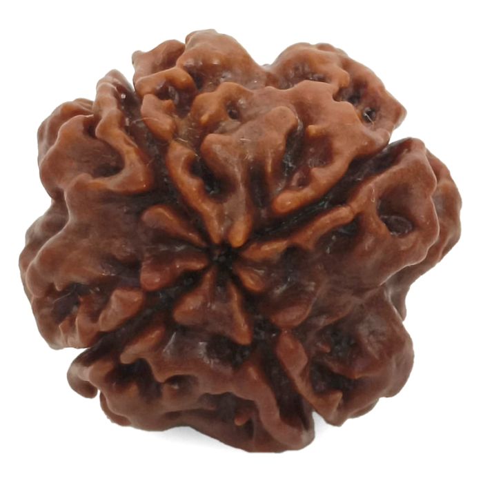 (22.13mm) 4 Mukhi Rudraksha Super Collector Bead | 4 Mukhi Rudraksha Bead | Chaar Mukhi, Four Faced Rudraksha from Nepal | 100% Authentic Original Natural - Super Collector Bead
