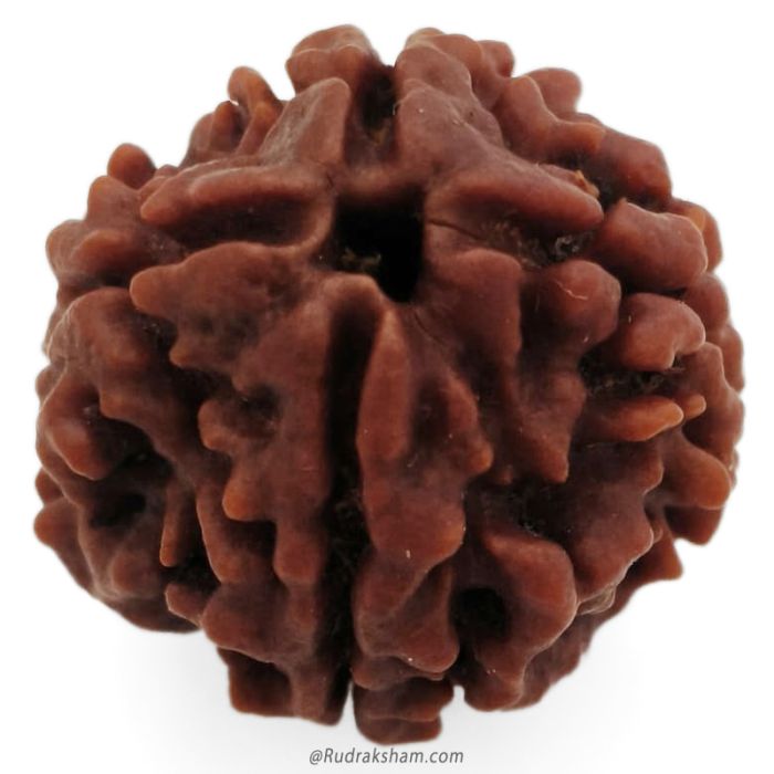 (22.21mm) 4 Mukhi Rudraksha Super Collector Bead | 4 Mukhi Rudraksha Bead | Chaar Mukhi, Four Faced Rudraksha from Nepal | Buy Online Energised and Original 4 Mukhi Rudraksha Beads